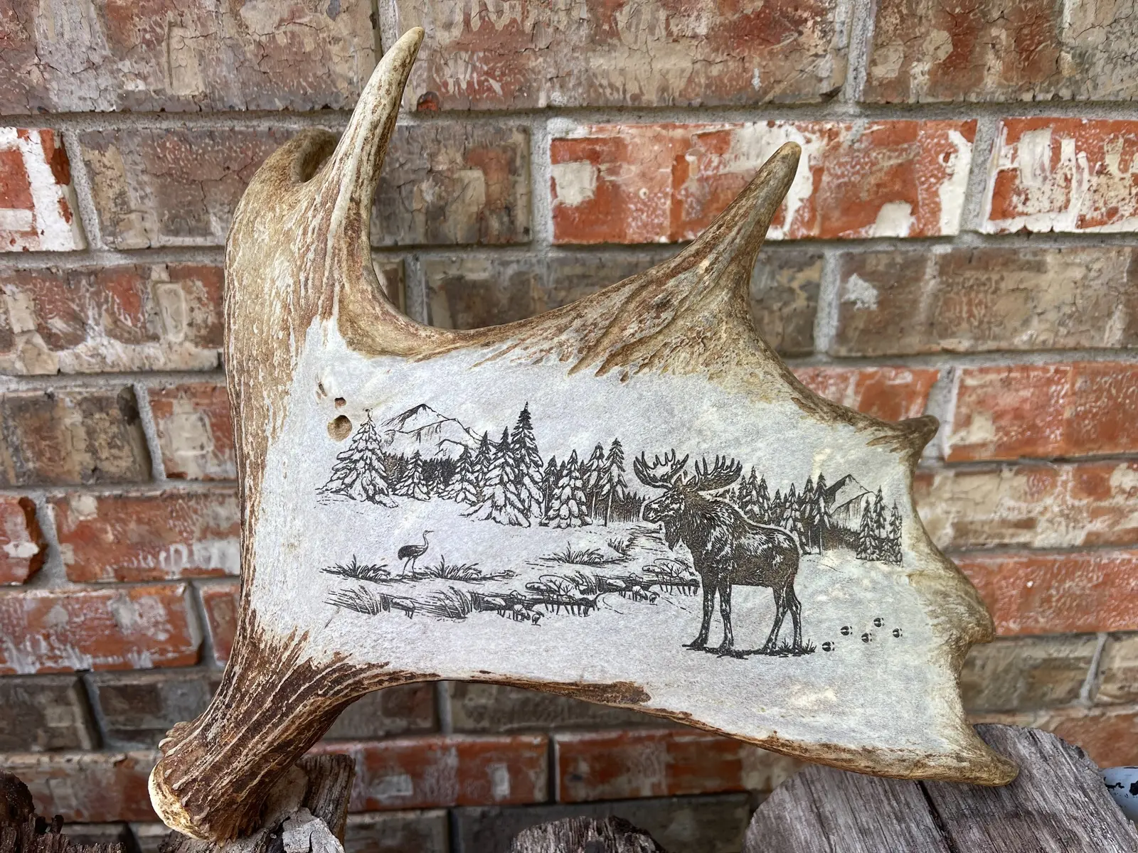 Finished moose antler engraved with a detailed wilderness scene